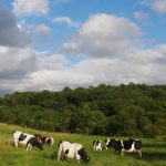 recherche 1 ou 2 responsable de troupeaux vaches laitières